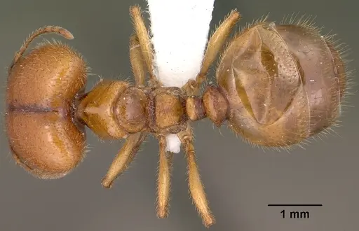 Pheidole militicida specimen CASENT0102884 image casent0102884_1