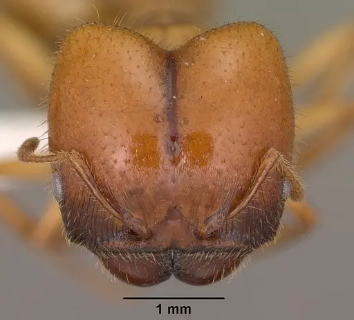 Pheidole militicida specimen CASENT0102884 image casent0102884_2