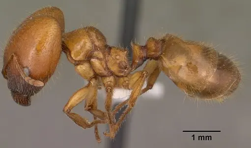 Pheidole militicida specimen CASENT0102884 image casent0102884_3
