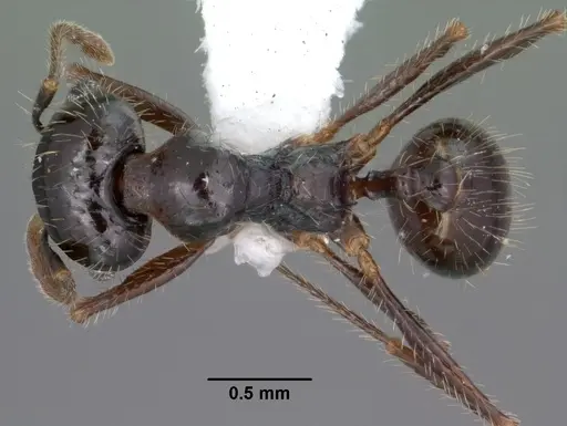 Pheidole militicida specimen CASENT0102885 image casent0102885_1