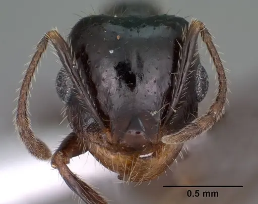 Pheidole militicida specimen CASENT0102885 image casent0102885_2