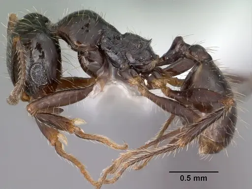 Pheidole militicida specimen CASENT0102885 image casent0102885_3