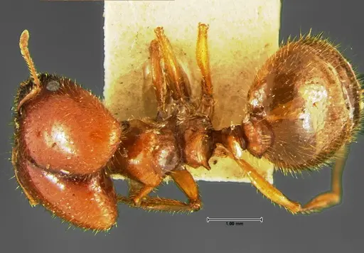 Pheidole militicida specimen CASENT0105649 image casent0105649_1