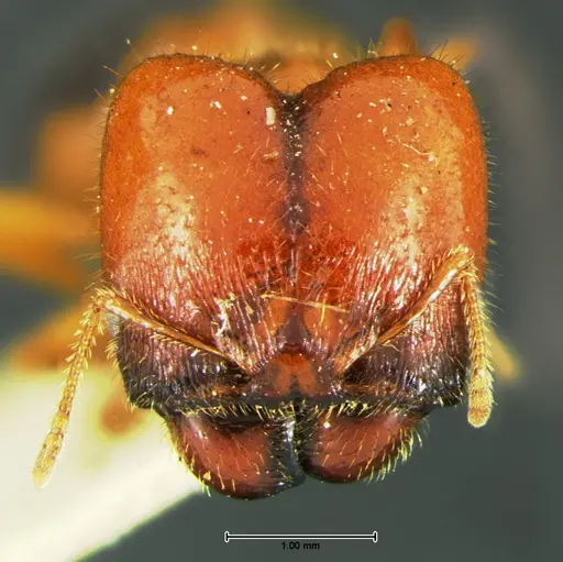 Pheidole militicida specimen CASENT0105649 image casent0105649_2