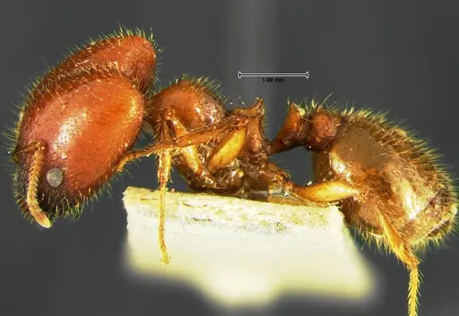 Pheidole militicida specimen CASENT0105649 image casent0105649_3