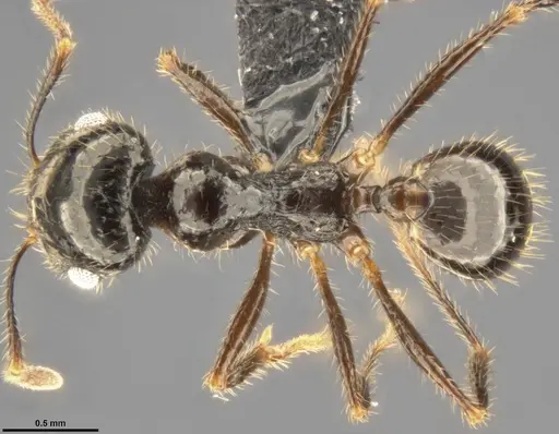 Pheidole militicida specimen CASENT0282702 image casent0282702_1
