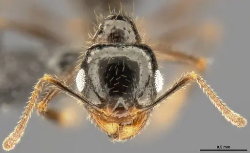 Pheidole militicida specimen CASENT0282702 image casent0282702_3