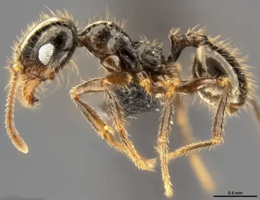 Pheidole militicida specimen CASENT0282702 image casent0282702_4