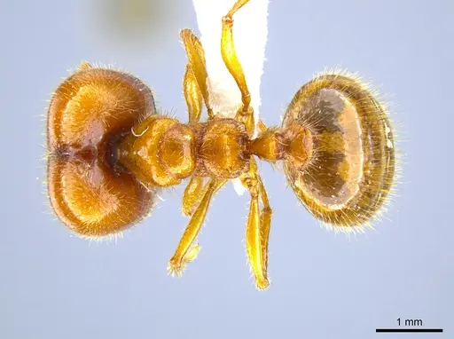 Pheidole militicida specimen CASENT0612970 image casent0612970_1