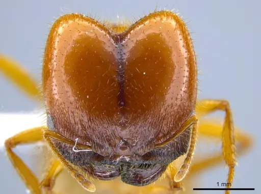 Pheidole militicida specimen CASENT0612970 image casent0612970_2