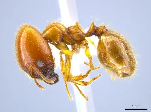 Pheidole militicida specimen CASENT0612970 image casent0612970_3