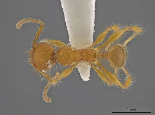Pheidole minax specimen CASENT0636787 image casent0636787_1