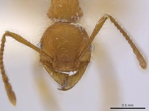 Pheidole minax specimen CASENT0636787 image casent0636787_2