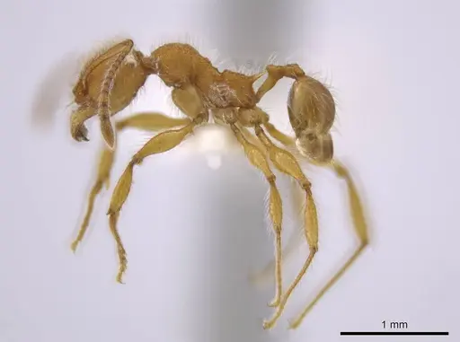 Pheidole minax specimen CASENT0636787 image casent0636787_3