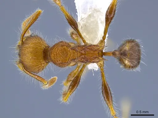 Pheidole minax specimen CASENT0650595 image casent0650595_1