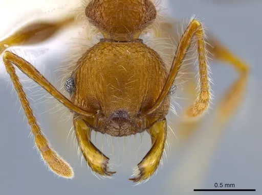 Pheidole minax specimen CASENT0650595 image casent0650595_2