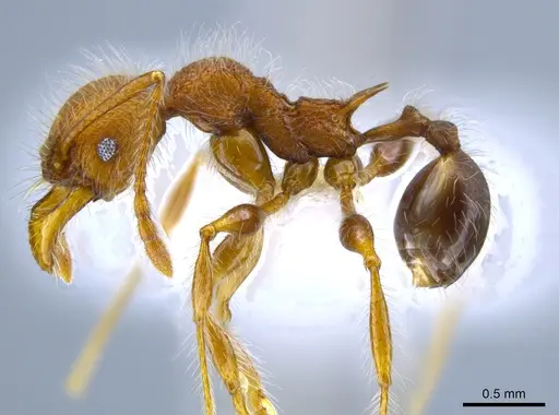 Pheidole minax specimen CASENT0650595 image casent0650595_3