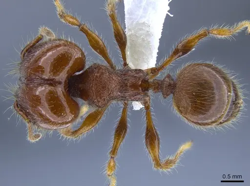 Pheidole minax specimen CASENT0650596 image casent0650596_1