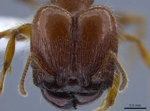 Pheidole minax specimen CASENT0650596 image casent0650596_2