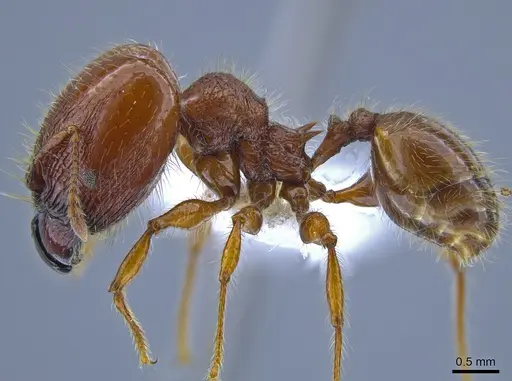 Pheidole minax specimen CASENT0650596 image casent0650596_3