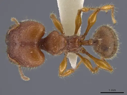 Pheidole minax specimen JTLC000016455 image jtlc000016455_1
