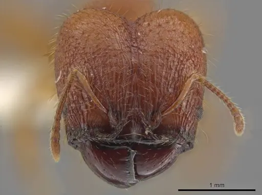 Pheidole minax specimen JTLC000016455 image jtlc000016455_2