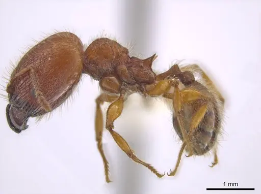 Pheidole minax specimen JTLC000016455 image jtlc000016455_3
