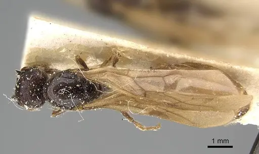 Pheidole minensis specimen CASENT0922380 image casent0922380_1