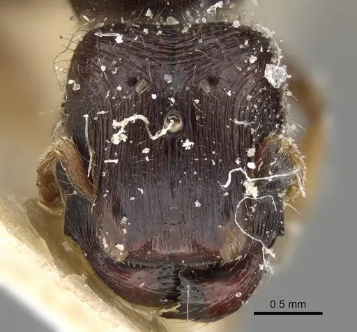 Pheidole minensis specimen CASENT0922380 image casent0922380_2