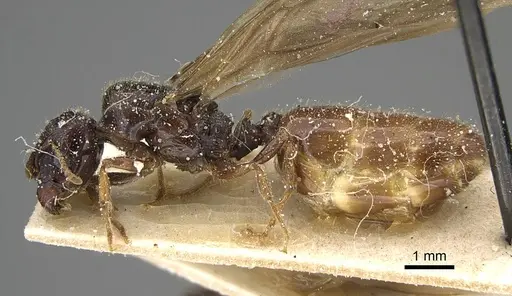 Pheidole minensis specimen CASENT0922380 image casent0922380_3