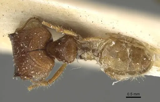 Pheidole minensis specimen CASENT0922386 image casent0922386_1