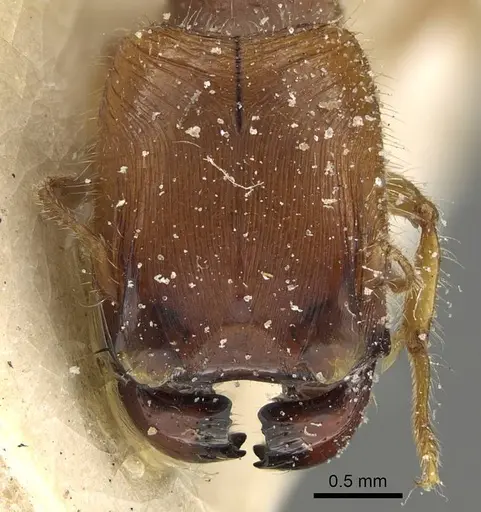 Pheidole minensis specimen CASENT0922386 image casent0922386_2