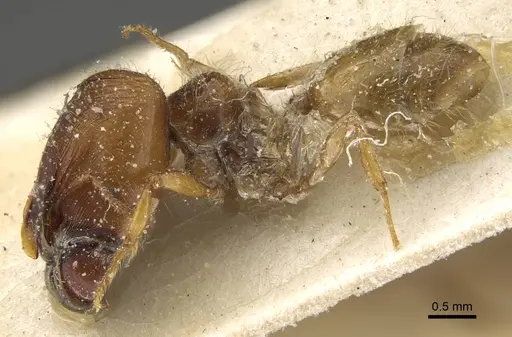 Pheidole minensis specimen CASENT0922386 image casent0922386_3