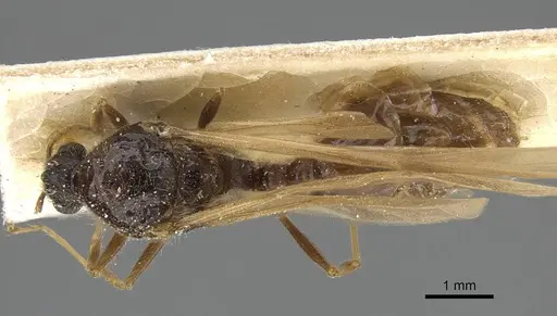 Pheidole minensis specimen CASENT0922393 image casent0922393_1