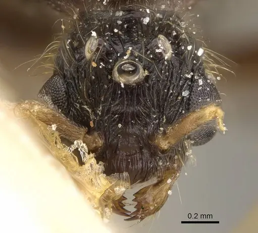 Pheidole minensis specimen CASENT0922393 image casent0922393_2