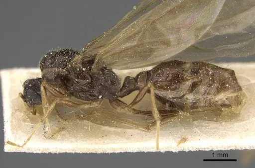 Pheidole minensis specimen CASENT0922393 image casent0922393_3