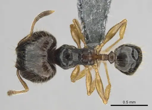 Pheidole minima specimen CASENT0815903 image casent0815903_1