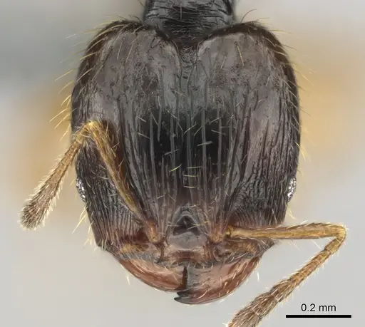Pheidole minima specimen CASENT0815903 image casent0815903_2