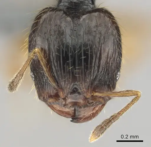Pheidole minima specimen CASENT0815903 image casent0815903_3