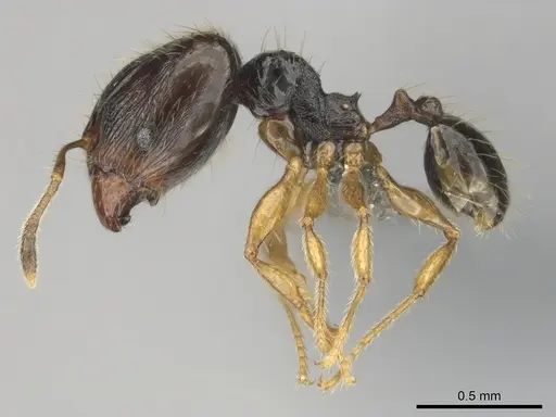 Pheidole minima specimen CASENT0815903 image casent0815903_4