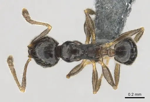 Pheidole minima specimen CASENT0815904 image casent0815904_1