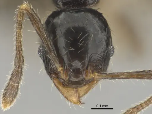 Pheidole minima specimen CASENT0815904 image casent0815904_2