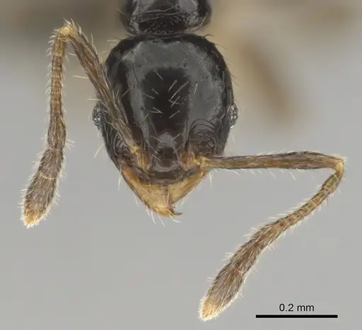 Pheidole minima specimen CASENT0815904 image casent0815904_3
