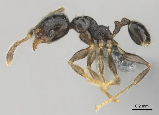 Pheidole minima specimen CASENT0815904 image casent0815904_4