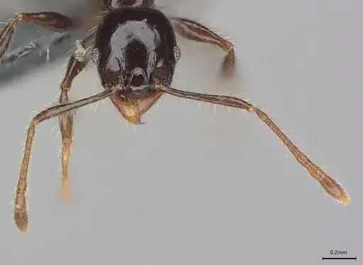 Pheidole minima specimen CASENT0830202 image casent0830202_1