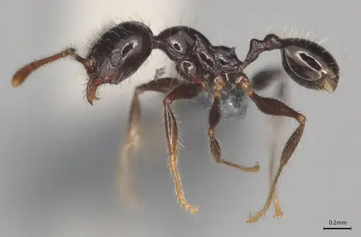 Pheidole minima specimen CASENT0830202 image casent0830202_2