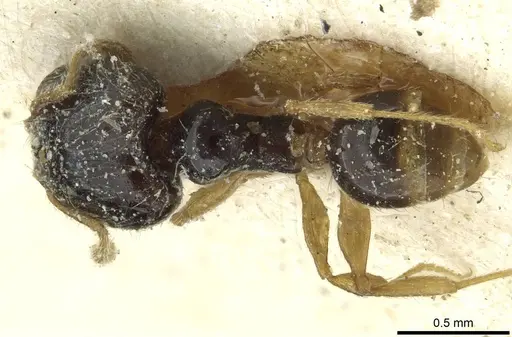Pheidole minima specimen CASENT0913352 image casent0913352_1