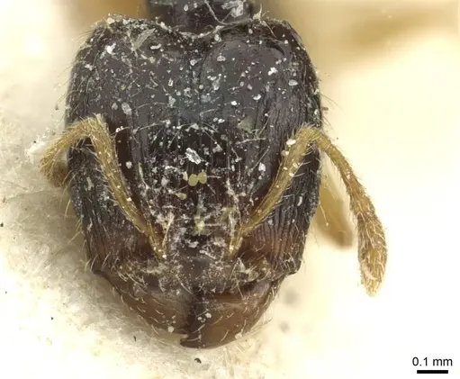 Pheidole minima specimen CASENT0913352 image casent0913352_2