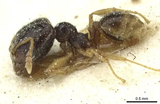 Pheidole minima specimen CASENT0913352 image casent0913352_3