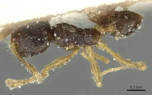Pheidole minima specimen CASENT0913353 image casent0913353_1